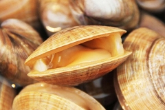 真空即食黄蚬子