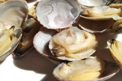 即食花蛤