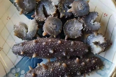 即食海参