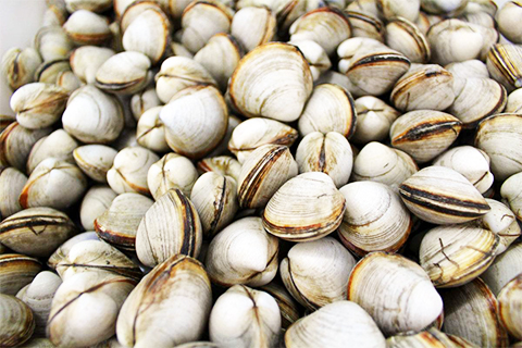 真空即食白蚬子