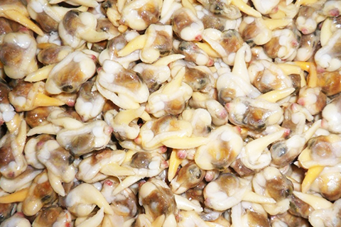 出口生开单冻沙蚬肉