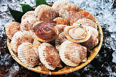 扇贝