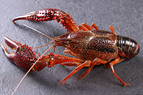 龙虾